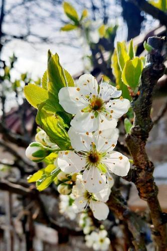 Nostalgie mooi stukje dichtbij huis
