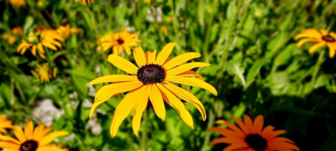 Kon het maar zomer blijven.