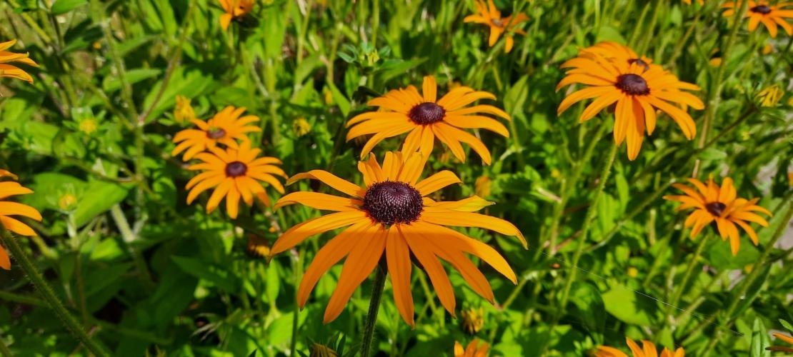 Kon het maar zomer blijven.