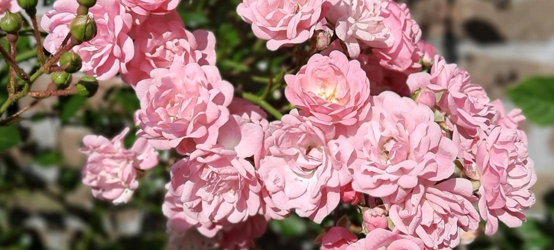 Kon het maar zomer blijven.