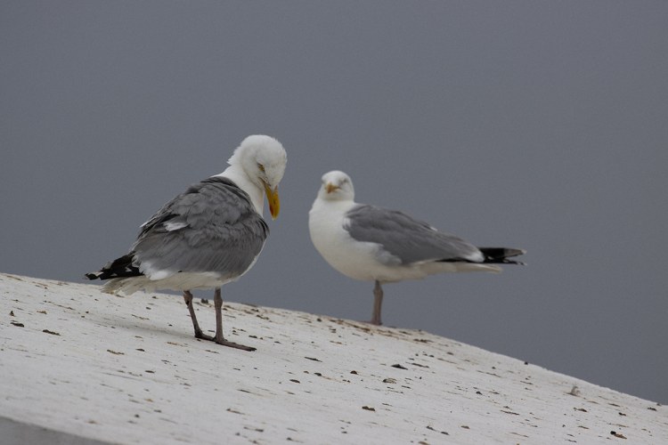 A shipspotting weekend
