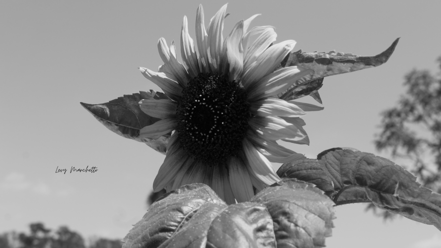 Sunflower in Gray Shades