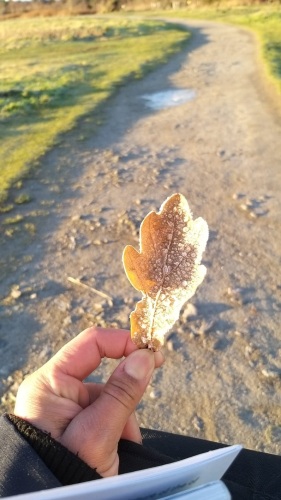 Frozen leaf