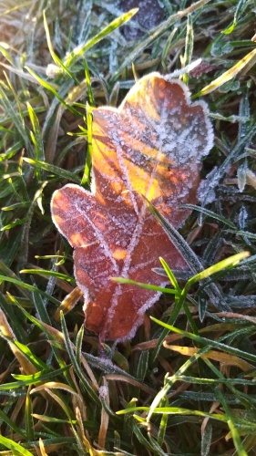 Frozen leaf