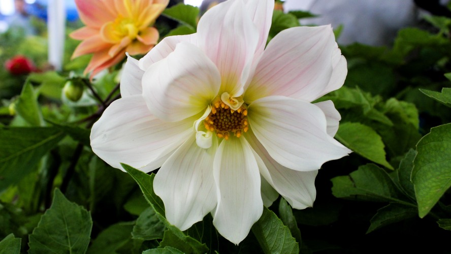 Dahlia 'Bishop of Dover'