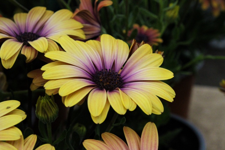 Another yellowish one