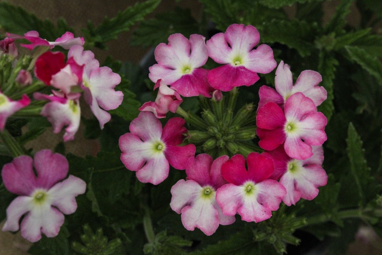 Verbena hybrida