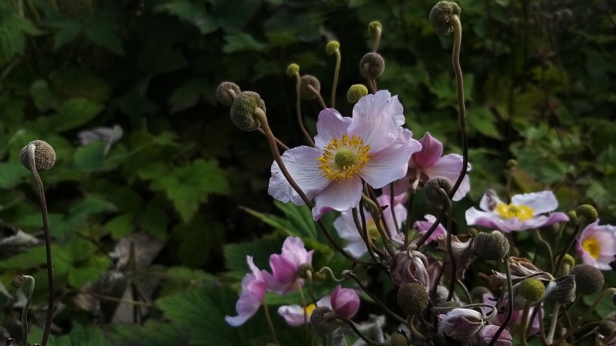 Japanese anemone