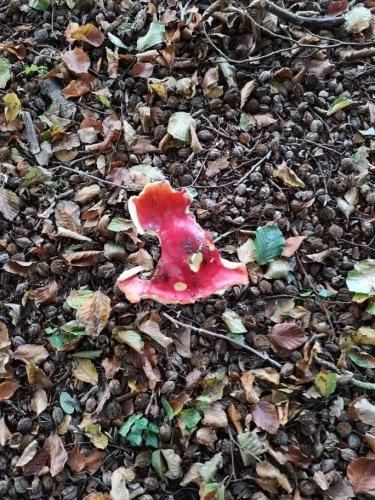 Herfst gebruiken om met kinderen in gesprek te gaan over verlies en rouw