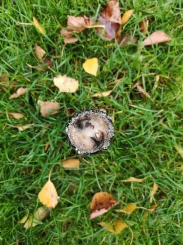 Herfst gebruiken om met kinderen in gesprek te gaan over verlies en rouw