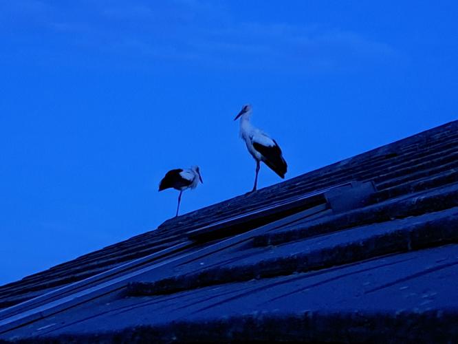 Stork on the roof