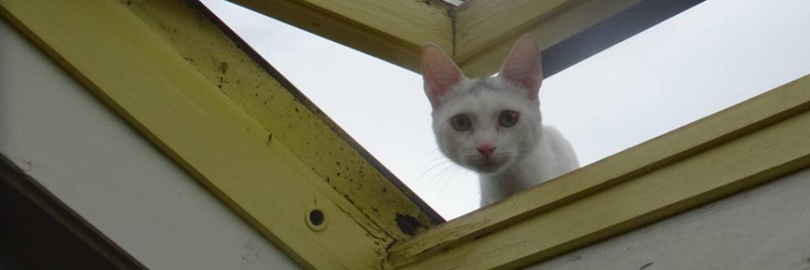 Pas op poes! Gevaar dreigt, inbreuk op de privacy!