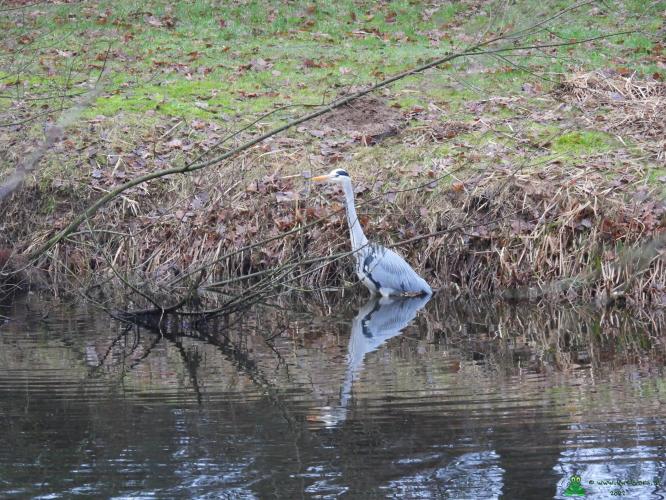 Reiger