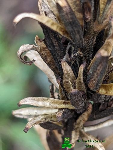 Camera Pixel pro 7 smartfoon