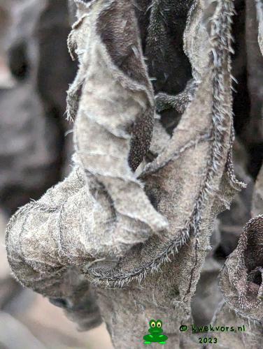 Camera Pixel pro 7 smartfoon