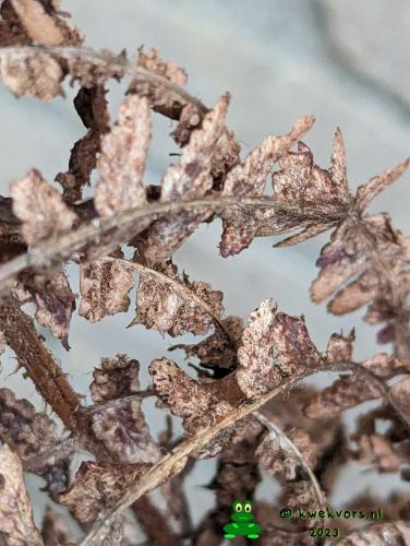 Camera Pixel pro 7 smartfoon