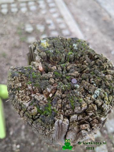 Camera Pixel pro 7 smartfoon