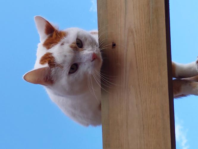 Op de pergula en.. eromheen