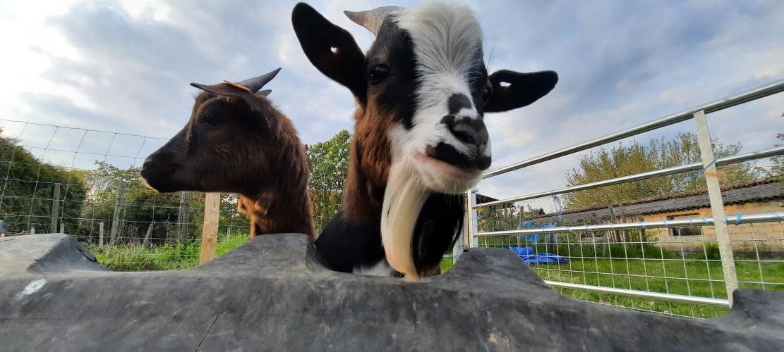 Donald, a permanent resident at Bokkenhof
