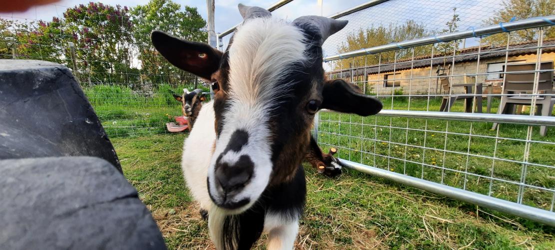 Donald, a permanent resident at Bokkenhof