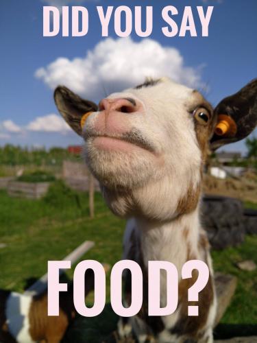 Something about goats and food...