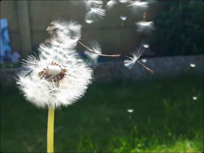 Make a wish...........@the garden