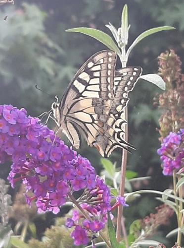 Koninginnenpage gespot op onze vlinderstruik