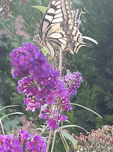 Koninginnenpage gespot op onze vlinderstruik