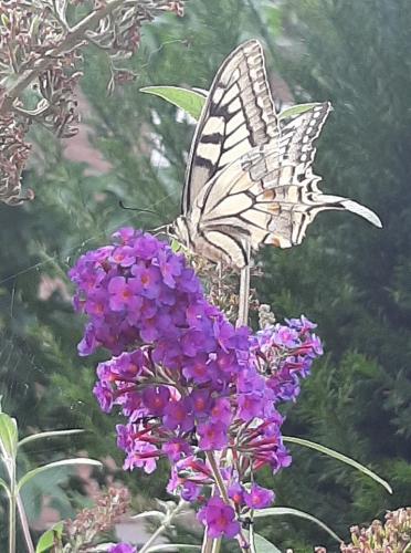 Koninginnenpage gespot op onze vlinderstruik
