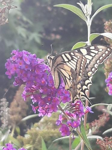 Koninginnenpage gespot op onze vlinderstruik