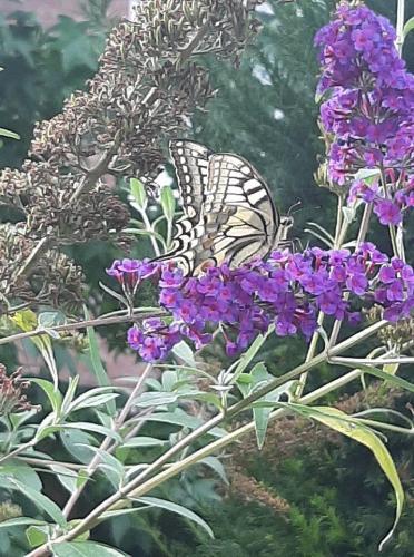 Koninginnenpage gespot op onze vlinderstruik
