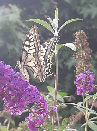 Koninginnenpage gespot op onze vlinderstruik