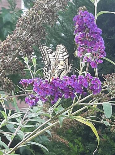 Koninginnenpage gespot op onze vlinderstruik