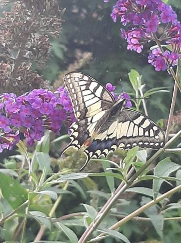Koninginnenpage gespot op onze vlinderstruik