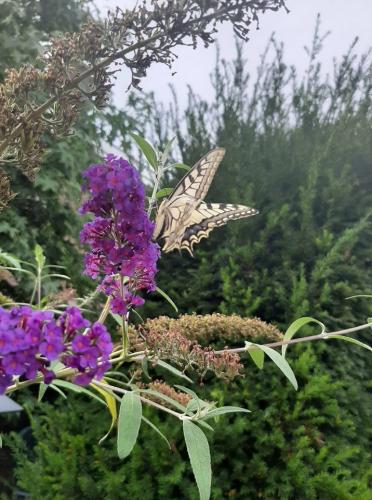 Koninginnenpage gespot op onze vlinderstruik