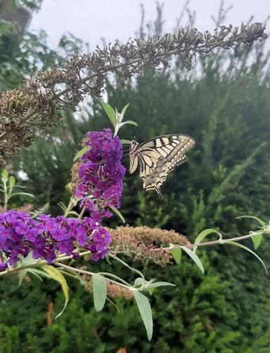 Koninginnenpage gespot op onze vlinderstruik