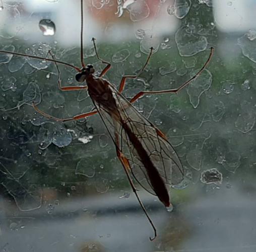 Wie weet welk insect dit is?