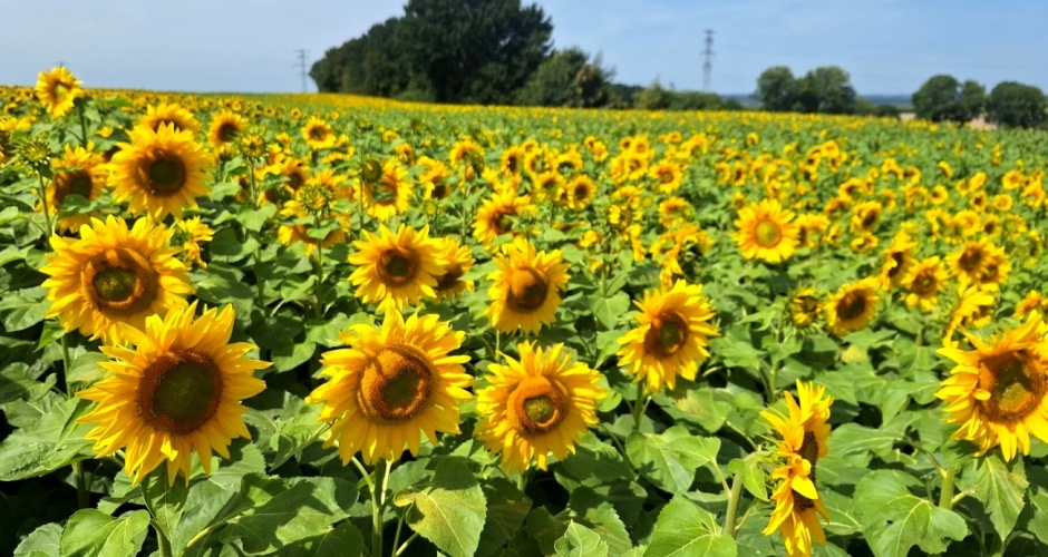 Het Mooie Zonnebloemenveld in Colmont, Zuid-Limburg