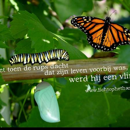 Net toen de rups dacht dat zijn leven voorbij was, werd hij een vlinder