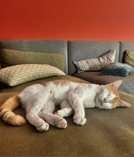 Happy cat of Curaçao