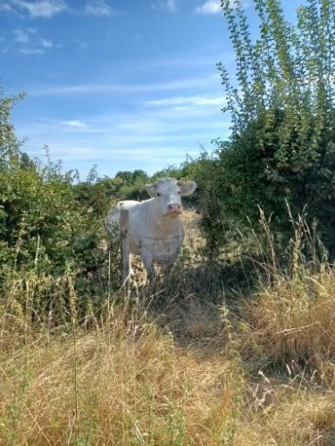 Franse Limousine koe