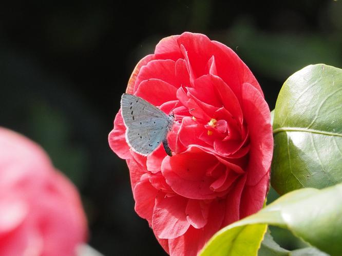 Yoors Flower 10-daagse, dag 1