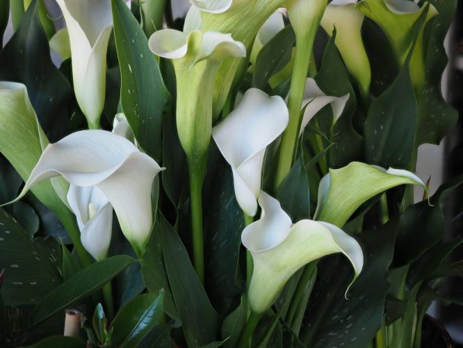 Yoors flower 10-day day day 4