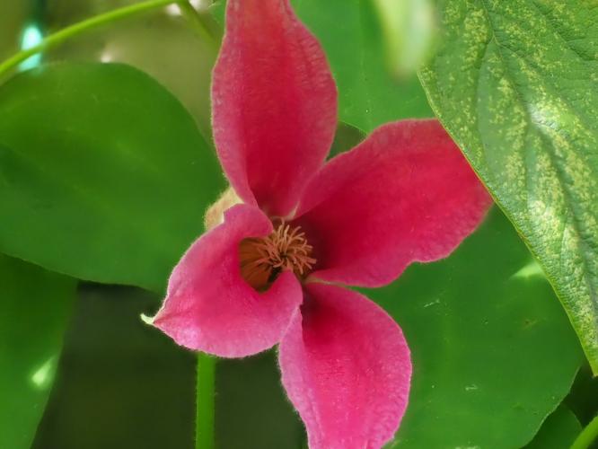 Yoors Flower 10-daagse, dag 6