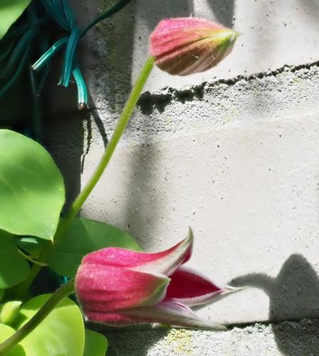 Yoors Flower 10-daagse, dag 6