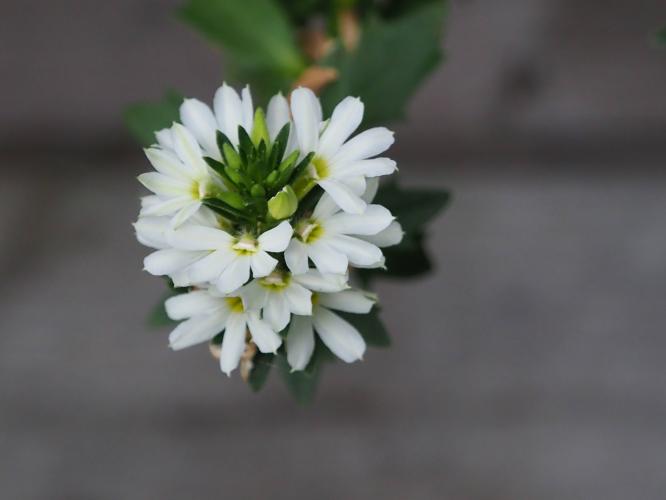 Yoors Flower 10-daagse, dag 8