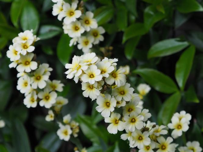 Yoors flower 10-day, day 9