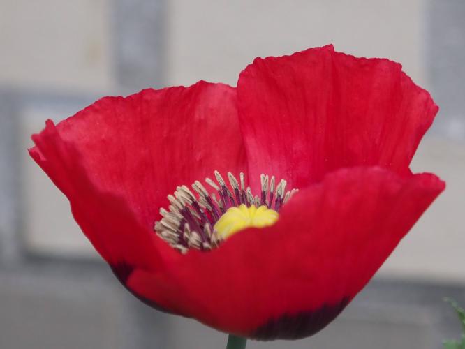 Yoors Flower 10-daagse, dag 11. We gaan door!