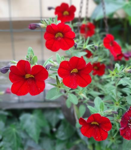 Yoors flower 10-daagse, dag 14. We gaan door!