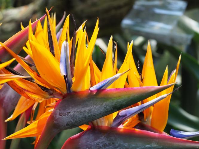 Yoors Flower 10-daagse, dag 16. We gaan door!